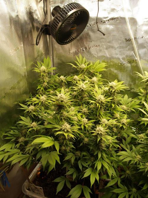 White Rhino From Zamnesia zweite Runde. Week 14 - Tag 105