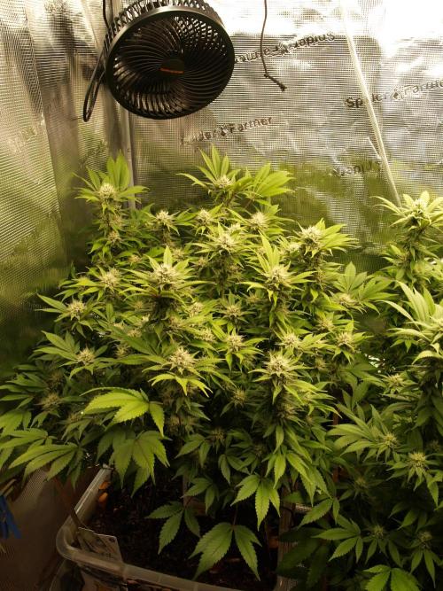 White Rhino From Zamnesia zweite Runde. Week 14 - Tag 105