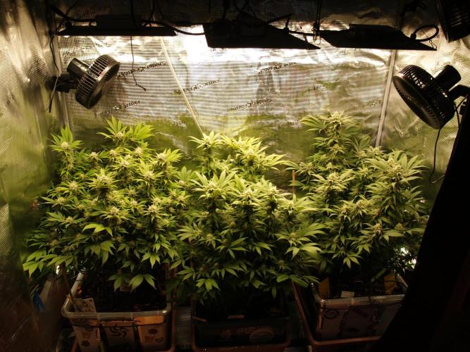 White Rhino From Zamnesia zweite Runde. Week 14 - Tag 105