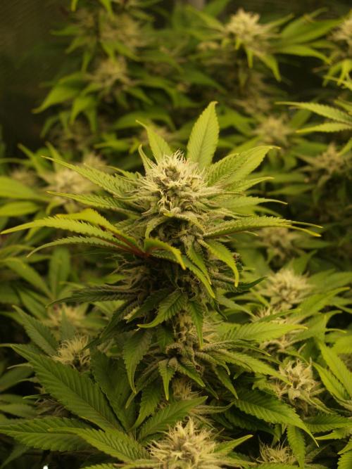 White Rhino From Zamnesia zweite Runde. Week 14 - Tag 105