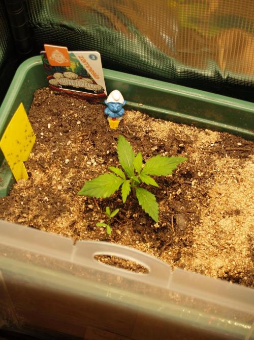 White Truffle Indoor 2025. Week 1 - Tag 12