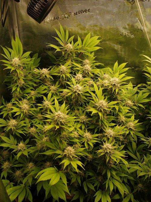 White Rhino From Zamnesia zweite Runde. Week 15 - Tag 107