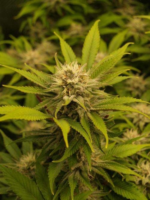 White Rhino From Zamnesia zweite Runde. Week 15 - Tag 107