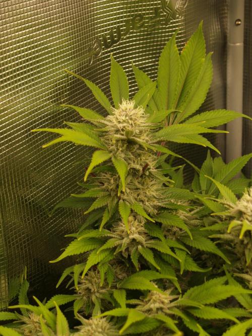 White Rhino From Zamnesia zweite Runde. Week 15 - Tag 107