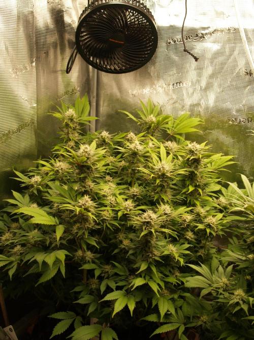 White Rhino From Zamnesia zweite Runde. Week 15 - Tag 107