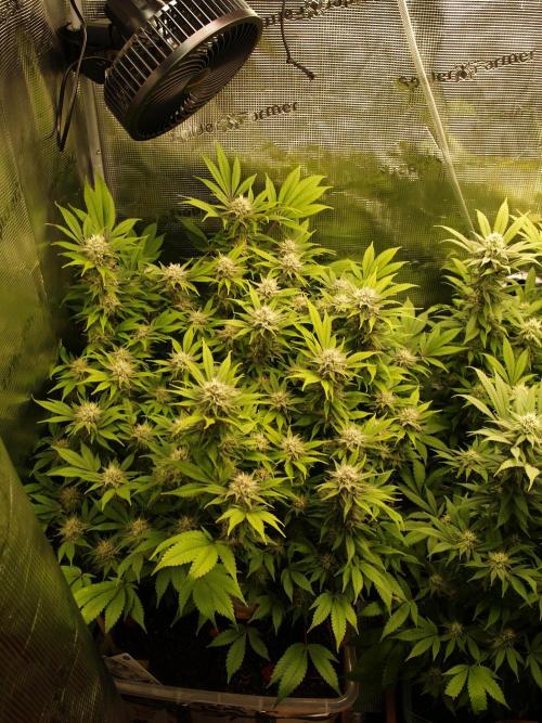 White Rhino From Zamnesia zweite Runde. Week 15 - Tag 107