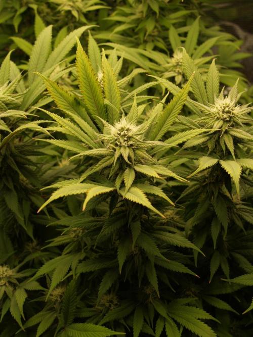 Eleven Roses Klon zur Blüte. Week 17 - Tag 116