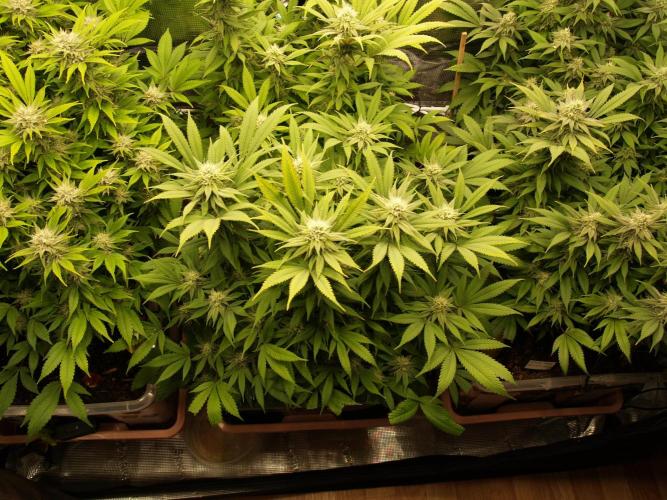 Eleven Roses Klon zur Blüte. Week 17 - Tag 116