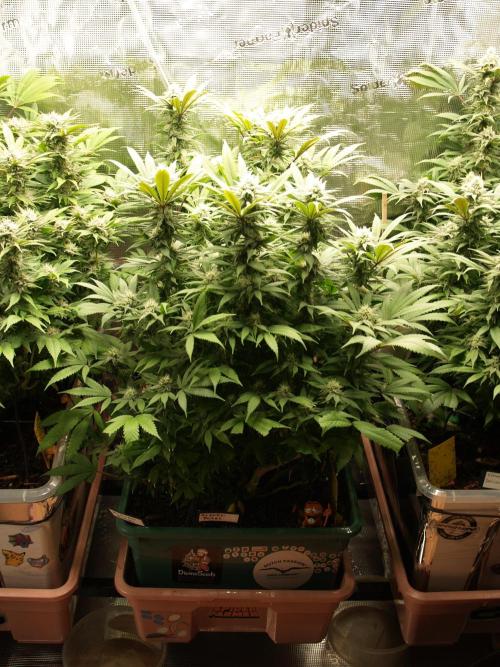 Eleven Roses Klon zur Blüte. Week 17 - Tag 116