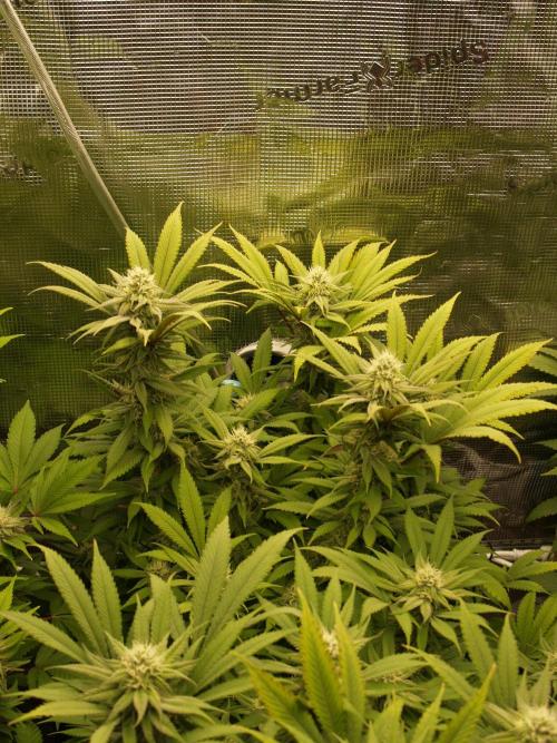 Eleven Roses Klon zur Blüte 2. Week 17 - Tag 116