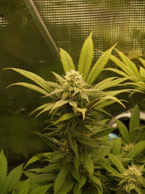 Eleven Roses Klon zur Blüte 2. Week 17 - Tag 116