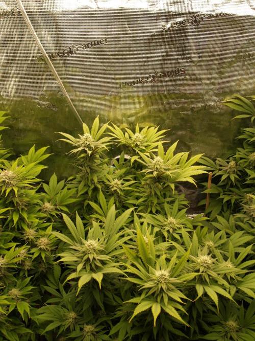 Eleven Roses Klon zur Blüte 2. Week 17 - Tag 116