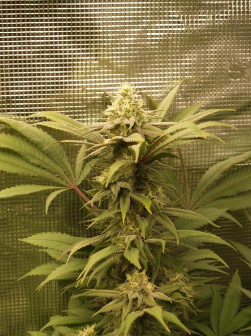 Eleven Roses. Week 19 - Tag 137