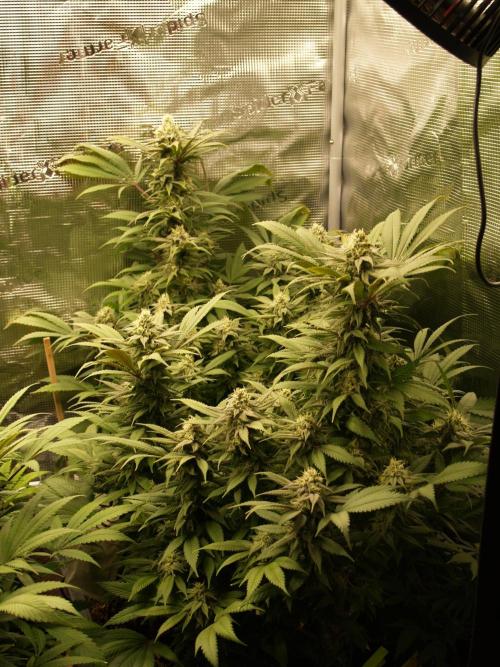 Eleven Roses. Week 19 - Tag 137