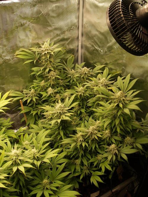 Eleven Roses. Week 19 - Tag 137