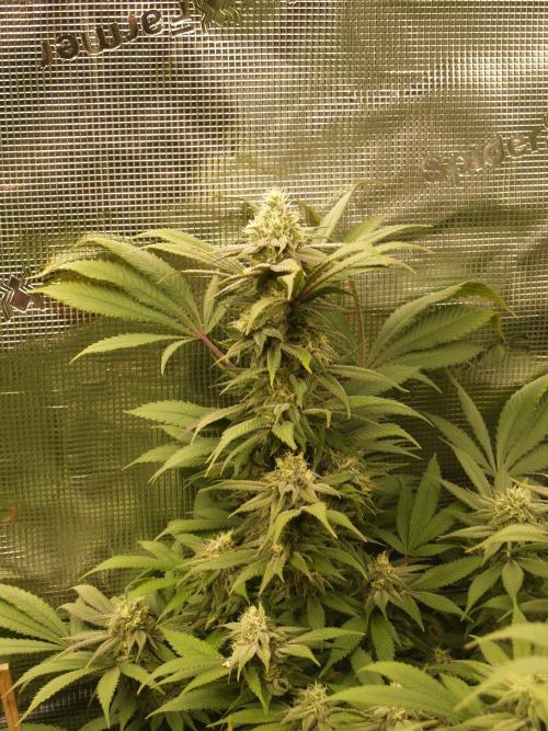 Eleven Roses. Week 19 - Tag 137