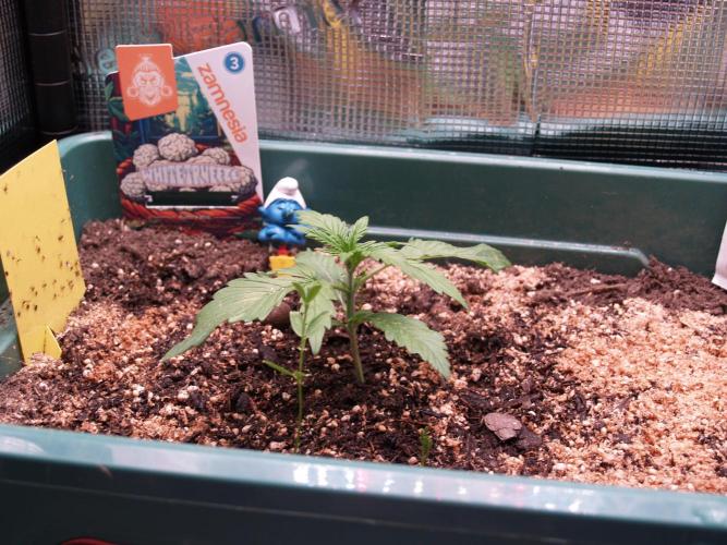 White Truffle Indoor 2025. Week 1 - Tag 14