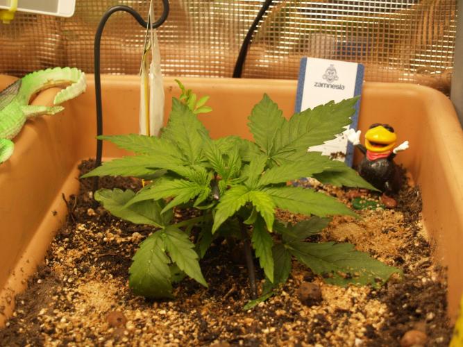 Godfeather OG F1 #1. Week 2 - Tag 20