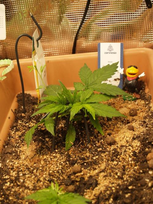 Godfeather OG F1 #1. Week 2 - Tag 20