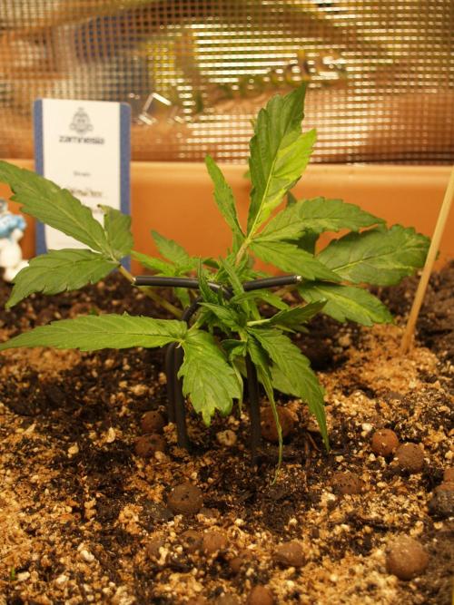 Godfeather OG F1 #3. Week 2 - Tag 21