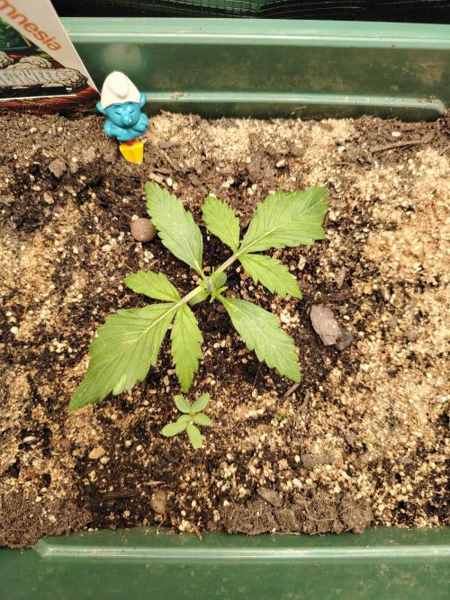 White Truffle Indoor 2025. Week 1 - Tag 14 nach dem Toppen