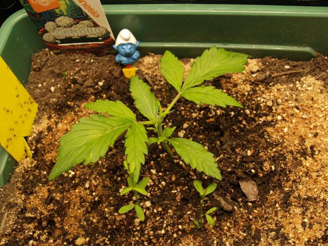 White Truffle Indoor 2025. Week 2 - Tag 16