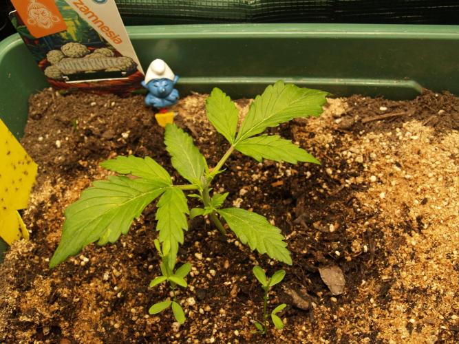 White Truffle Indoor 2025. Week 2 - Tag 16