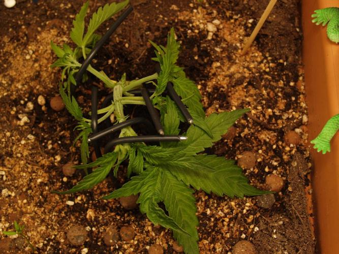 Godfeather OG F1 #3. Week 3 - Tag 23