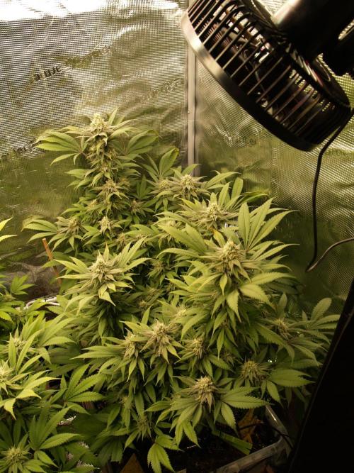 Eleven Roses. Week 19 - Tag 139