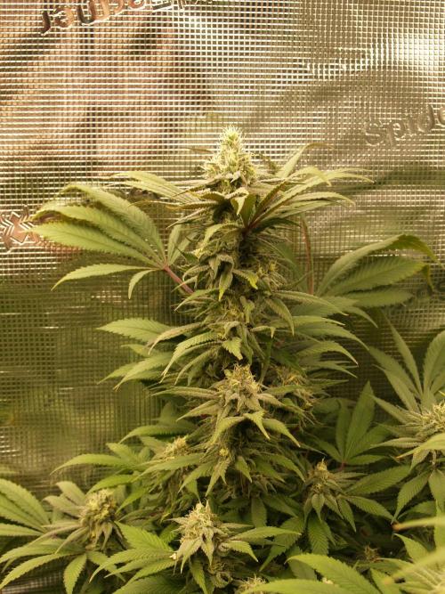 Eleven Roses. Week 19 - Tag 139