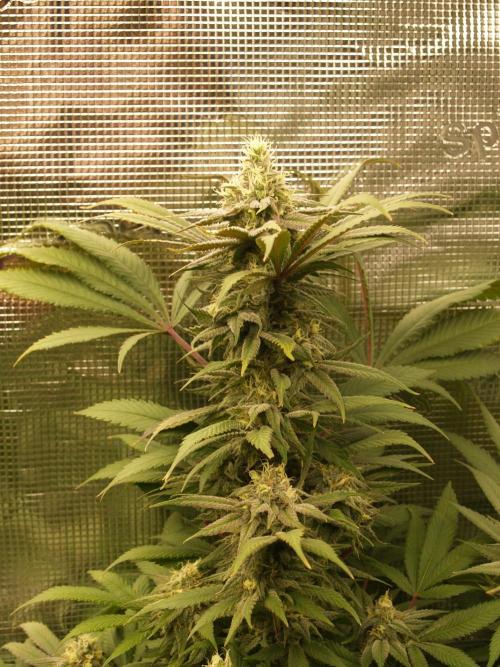 Eleven Roses. Week 19 - Tag 139