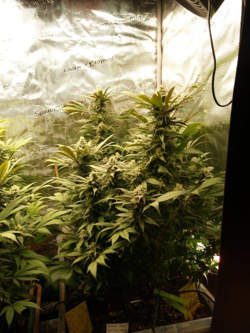 Eleven Roses. Week 19 - Tag 139