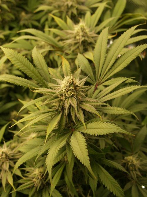 Eleven Roses. Week 19 - Tag 139