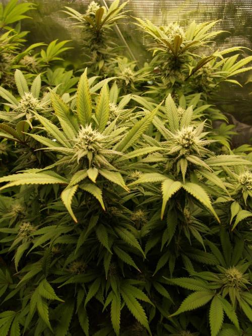 Eleven Roses Klon zur Blüte. Week 17 - Tag 118