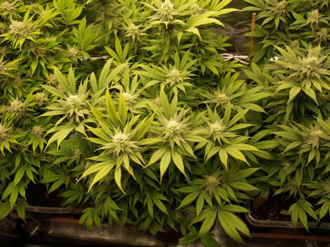 Eleven Roses Klon zur Blüte. Week 17 - Tag 118