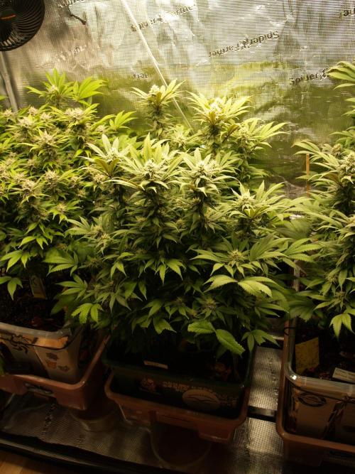 Eleven Roses Klon zur Blüte. Week 17 - Tag 118