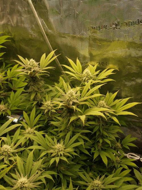 Eleven Roses Klon zur Blüte 2. Week 17 - Tag 118