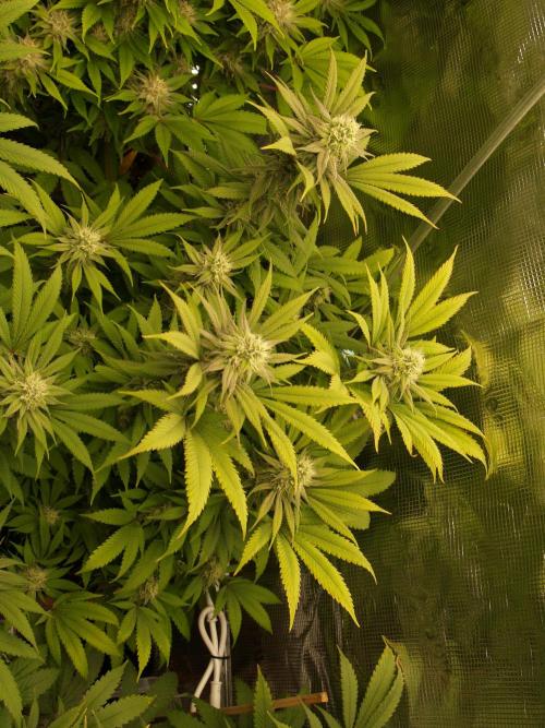 Eleven Roses Klon zur Blüte 2. Week 17 - Tag 118