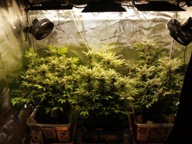 Eleven Roses Klon zur Blüte 2. Week 17 - Tag 118