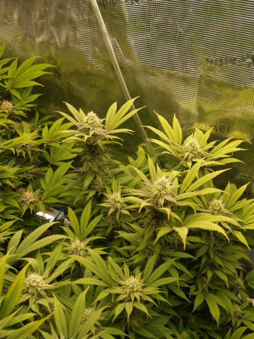 Eleven Roses Klon zur Blüte 2. Week 17 - Tag 118