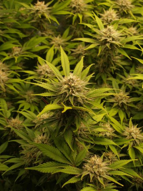 White Rhino From Zamnesia zweite Runde. Week 15 - Tag 109