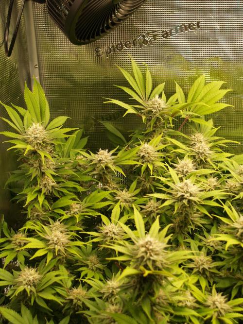 White Rhino From Zamnesia zweite Runde. Week 15 - Tag 109