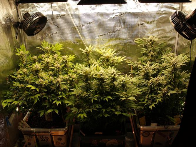 White Rhino From Zamnesia zweite Runde. Week 15 - Tag 109