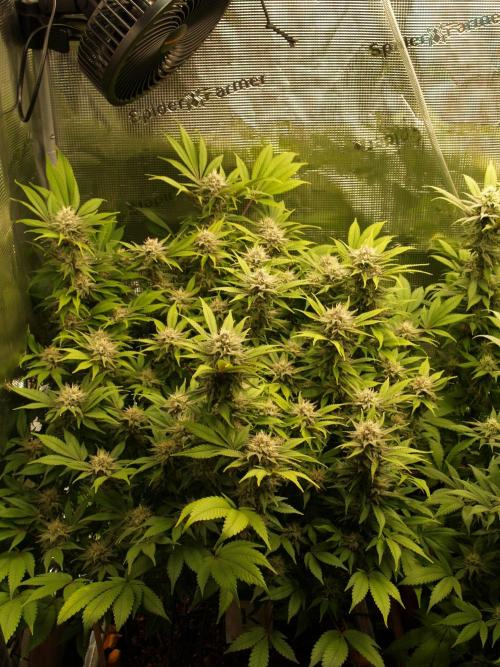 White Rhino From Zamnesia zweite Runde. Week 15 - Tag 109