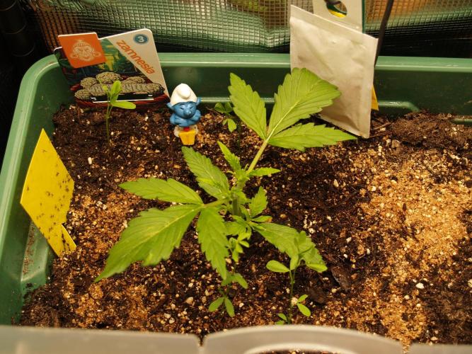 White Truffle Indoor 2025. Week 2 - Tag 18