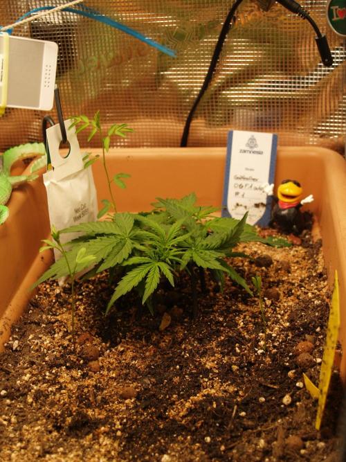 Godfeather OG F1 #1. Week 3 - Tag 24