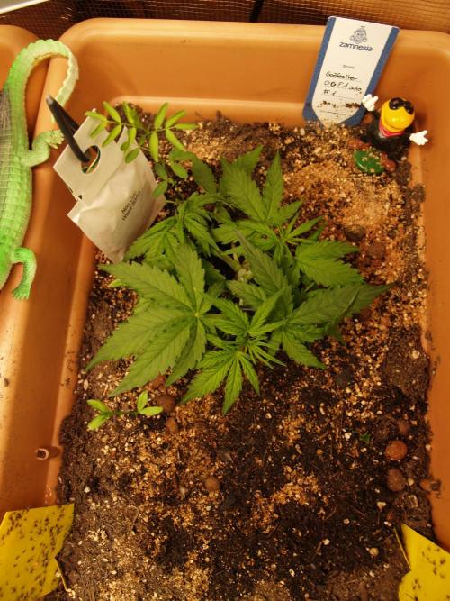 Godfeather OG F1 #1. Week 3 - Tag 24