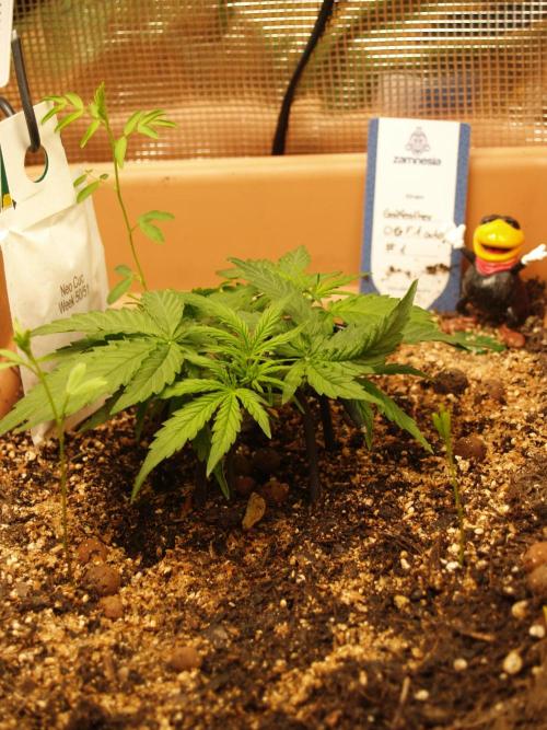 Godfeather OG F1 #1. Week 3 - Tag 24