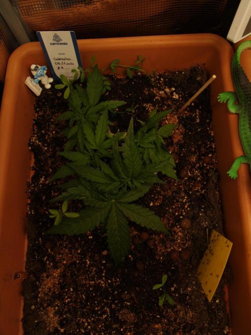 Godfeather OG F1 #3. Week 3 - Tag 25