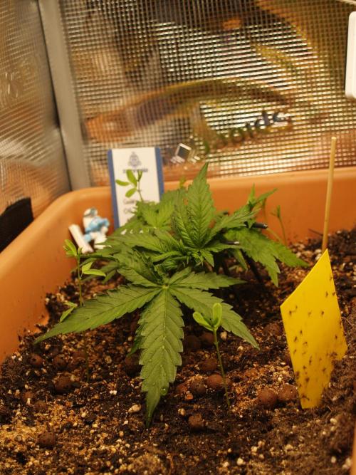 Godfeather OG F1 #3. Week 3 - Tag 25